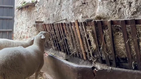 White sheep eating hay from a manger inside a rustic barn Video stock 320856488