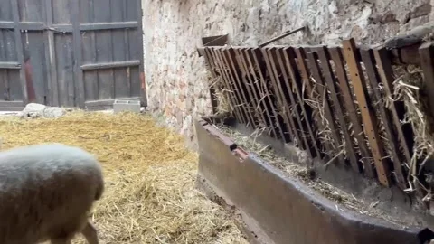 White sheep eating hay from a manger inside a rustic barn Video stock 320856490
