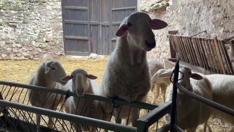 White sheep eating hay from a manger inside a rustic barn Video stock 320856491
