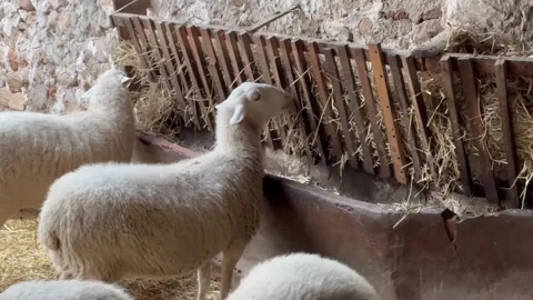 White sheep eating hay from a manger inside a rustic barn Video stock 320856492