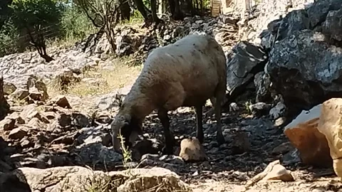 A white sheep eats grass among the stones in the shade Stock-Footage 199208060