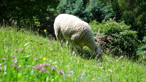 White sheep eats grass in a green meadow with a lot of flowers and mosquitoes Video stock 196830917