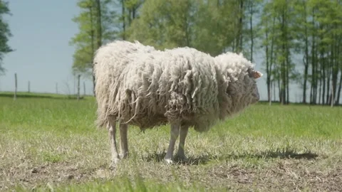 A white sheep eats grass in a pasture. Cattle breeding on a livestock farm. Stock Footage 275894980
