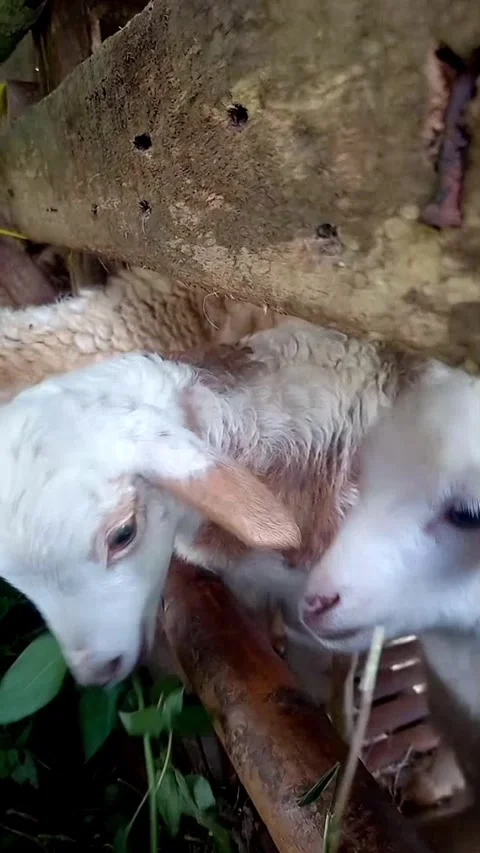 White Sheep Excitedly Fed Grass in Pen, Reaching Toward Camera 스톡 동영상 343088797