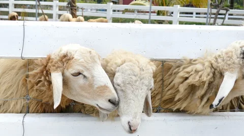 White sheep in farm Stock Footage 60637274