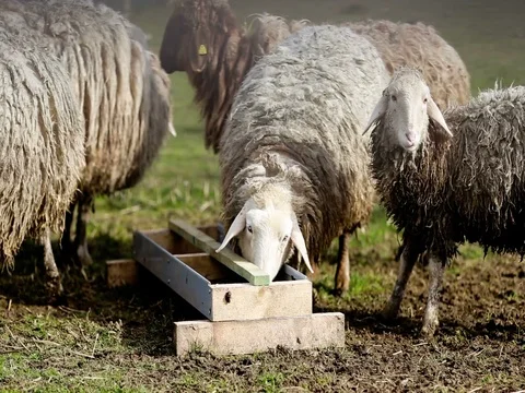 White sheep farm pasture Stock Footage 73650030