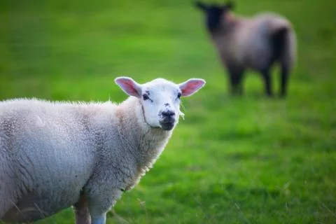 White sheep in the field  Stock Photos
