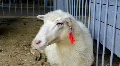 White sheep HD Footage