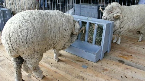 White sheep Video stock 788653