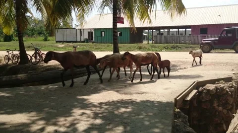 White Sheep 動画素材 66428083