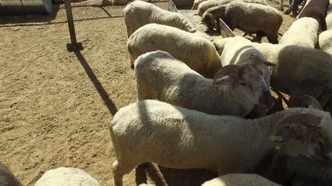 White sheep Stock-Footage 80011830
