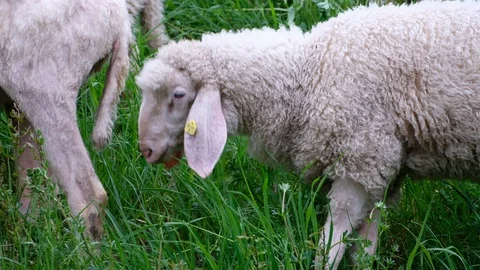 White sheep on the grass. Видео 115827133