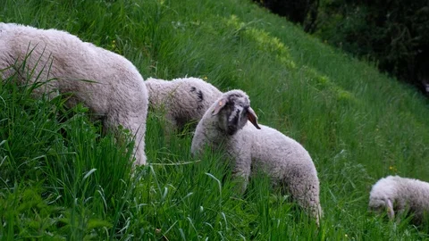 White sheep on the grass. Video stock 115827258