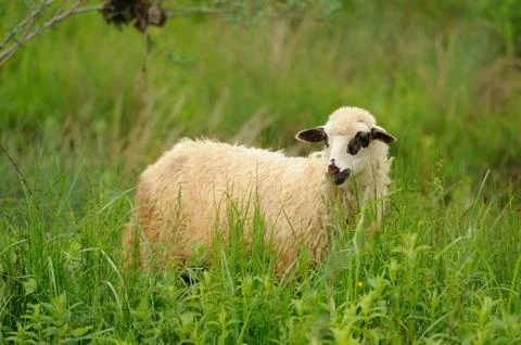 White sheep in grass Foto stock