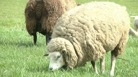 White sheep grazing Stock Footage 10895529