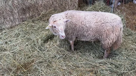 White Sheep Grazing on Fresh Hay in a Rural Farm Setting in France Stock Footage 344968502
