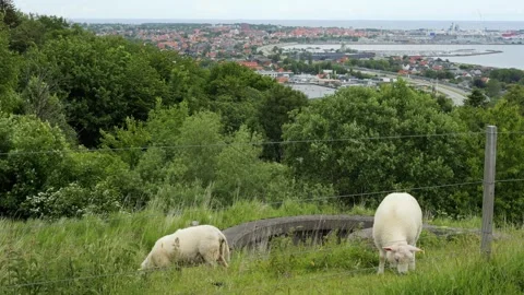 White sheep grazing on a hill overlooking a scandinavian city Stock Footage 337737478