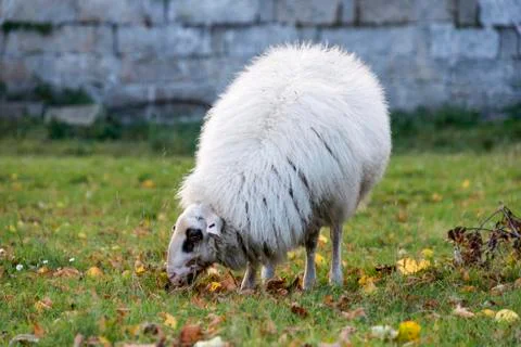 White sheep grazing Stock Photos