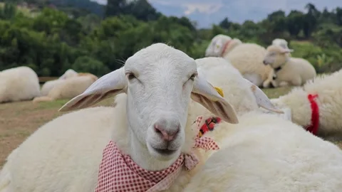 White sheep on green meadow Stock Footage 304649271