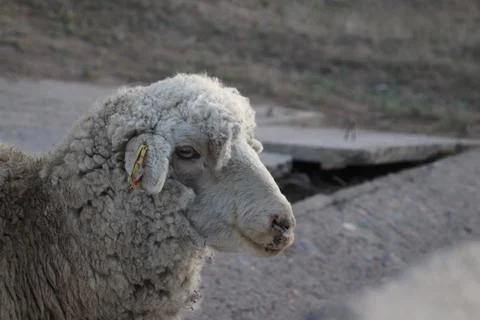 White sheep head Foto stock