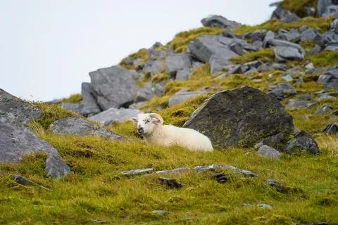 A white sheep with horns is lying down among green grass and gray rocks. 写真素材