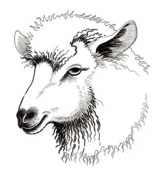 White sheep Stock Illustration