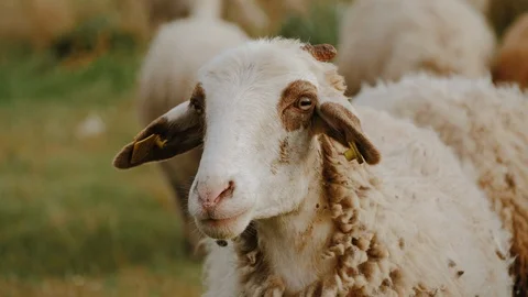 White sheep with label looking. Sheep grazing on hillside meadow in big flock Stock Footage 111078251