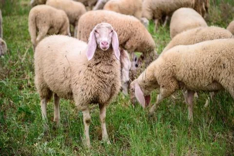 White Sheep on the lawn. Stock Photos