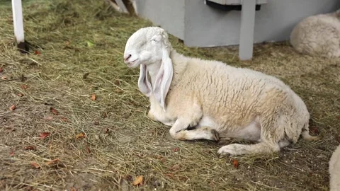 A white sheep with long rabbit-like ears and a humped muzzle lying on hay on its Stock Footage 304003225