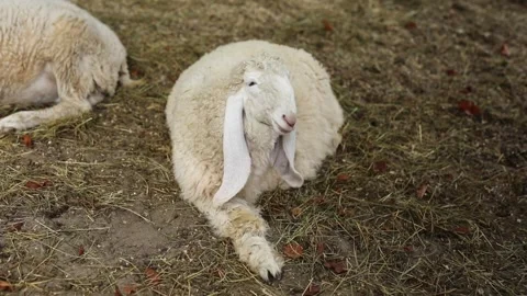 A white sheep with long rabbit-like ears and a humped muzzle lying on hay on its Vidéo 304003374