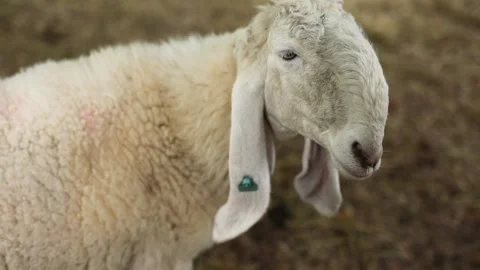 A white sheep with long rabbit-like ears and a humped muzzle lying on hay on its Stock Footage 304004075