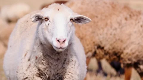 White sheep looking at camera close-up portrait with soft wool texture in Stock Footage 334099120