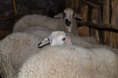 White sheep is looking at the camera in the pen Stock Photos