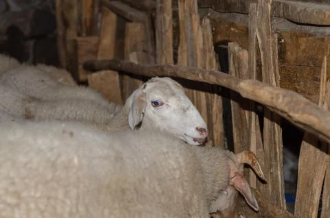 White sheep is looking at the camera in the pen Stock Photos