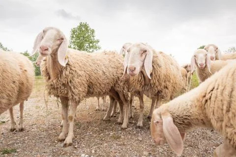 White sheep looking in front of the camera. Concept of diversity, acceptance  Foto stock