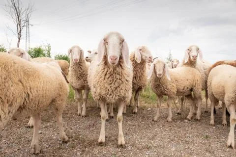 White sheep looking in front of the camera. Concept of diversity, acceptance  Foto stock