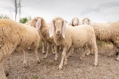 White sheep looking in front of the camera. Concept of diversity, acceptance  Stock Photos