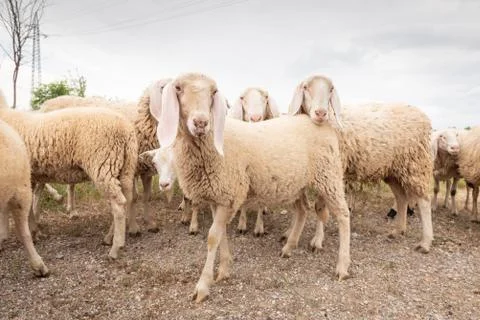 White sheep looking in front of the camera. Concept of diversity, acceptance  Stock Photos