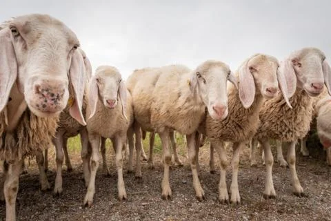 White sheep looking in front of the camera. Concept of diversity, acceptance  Stock Photos