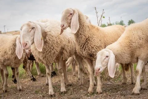 White sheep looking in front of the camera. Concept of diversity, acceptance  Stock Photos