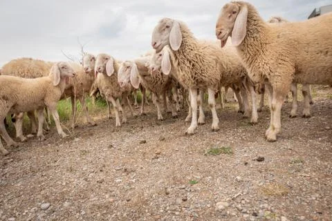 White sheep looking in front of the camera. Concept of diversity, acceptance  Stock Photos