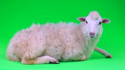White sheep lying and looking in different directions on green screen Vidéo 238735441