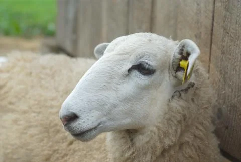 White sheep lying down in front of a gray barn Stock Photos