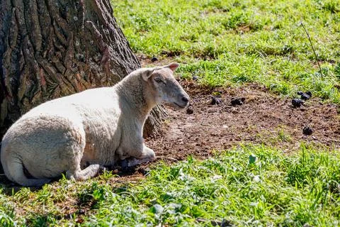 White sheep lying down from under a tree in Maasvallei nature reserve 写真素材