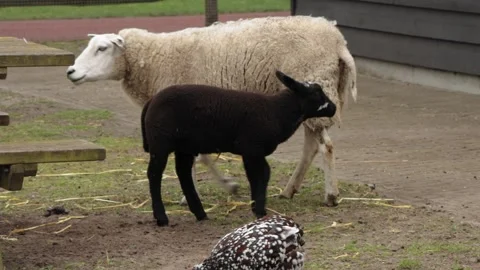 White sheep nursing black lamb Stock Footage 264512008