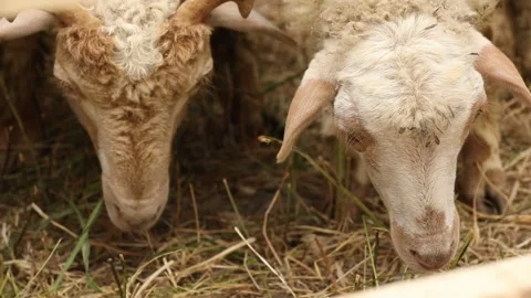 White sheep in the open-air pen 2 Stock-Footage 333508130