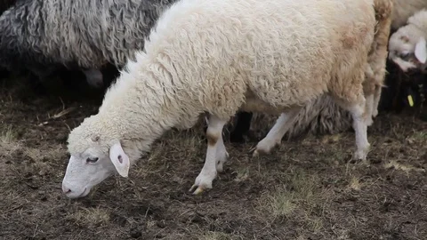 White sheep in paddock Stock Footage 77890613