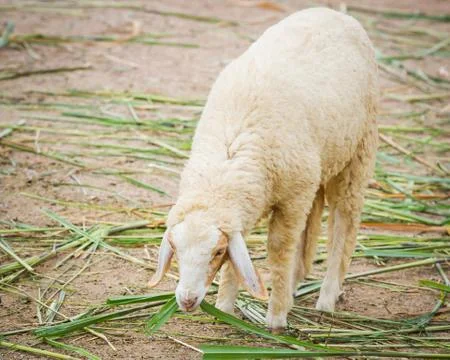 White sheep Stock Photos