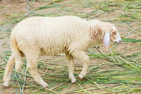 White sheep Stock Photos