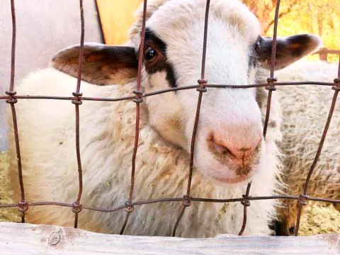 White Sheep Foto stock